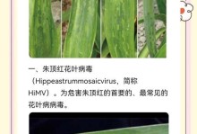 花叶背面烂似的奇观（探索花叶背面出现烂似的现象，揭开植物病害与环境的密切联系）