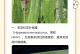 花叶背面烂似的奇观（探索花叶背面出现烂似的现象，揭开植物病害与环境的密切联系）
