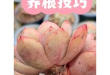 冬季多肉植物无盆养护指南（解锁冬天养护多肉植物的秘诀）