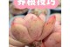 冬季多肉植物无盆养护指南（解锁冬天养护多肉植物的秘诀）