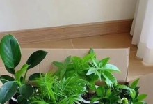 如何有效地养护金钻盆栽在寒冷的冬天（冬季养护金钻盆栽的关键技巧与注意事项）