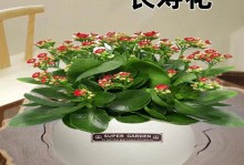 长寿花的毒性和室内养护指南