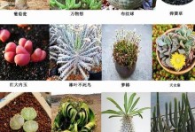 塔松多肉养护指南（快速掌握塔松多肉的养殖技巧，打造漂亮的多肉花园）