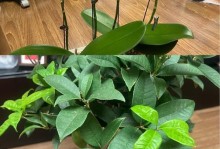 换盆后的桂花树如何浇水（正确浇水让桂花更健康成长）
