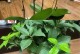 换盆后的桂花树如何浇水（正确浇水让桂花更健康成长）
