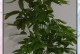 盆栽发财树落叶的处理方法（让你的发财树焕发生机，护理秘籍大揭密）