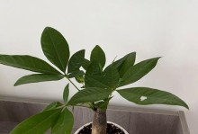发财树的栽培技巧与养护方法（以发财树怎么栽容易活为主题的栽培指南）