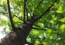 水杉——是不是一种种子植物？（探究水杉的植物学特征和分类地位）