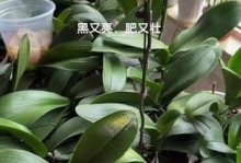 植物叶片擦拭的正确方法（保护植物叶片，让其健康生长）