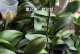 植物叶片擦拭的正确方法（保护植物叶片，让其健康生长）