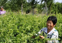 金银花的生长环境及生长地方条件（挑选适宜的地点，让金银花茁壮成长）