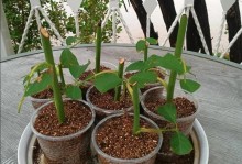 月季扦插枝条沙藏技术的应用与方法研究（探究月季扦插枝条沙藏技术的关键因素及操作技巧）