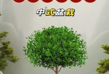 北方养植赤楠盆栽的技巧与经验（打造室内小天地，赤楠盆栽欣赏不停歇）