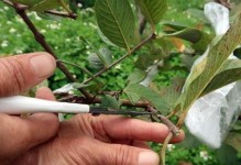石榴落果之谜（探究石榴落果的原因及解决方法）