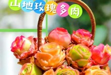 山地玫瑰冬季养护指南（打造温暖的冬日花园，让山地玫瑰绽放迷人光彩）