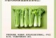 芹菜夏季种植指南（生长环境、品种选择、育苗、移栽、管理技巧全解析）