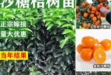 如何正确嫁接桔子树——时间与方法指南（桔子树嫁接的注意事项及技巧）