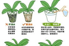 秋天养护吊兰的浇水技巧（细说秋天吊兰浇水的注意事项及步骤）