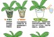 秋天养护吊兰的浇水技巧（细说秋天吊兰浇水的注意事项及步骤）