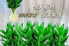 冬季观音竹养殖之法（掌握观音竹冬季养护技巧，让您的观音竹更加茁壮生长）