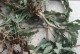 鲜花与腐烂（花朵绽放的关键，腐烂才是必经之路）