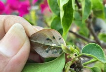 如何有效应对垂丝海棠长蚜虫的侵害（探究长蚜虫的特点及防治方法）