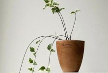 解决花叶蔓叶子干枯的方法（有效保护植物健康生长的关键措施）
