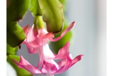 蟹爪兰花种植指南（了解蟹爪兰的品种及栽培技巧）