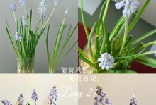 如何栽培葡萄风信子（栽培风信子的步骤和技巧）