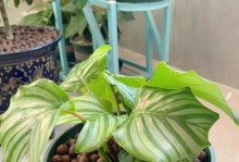 以青苹果竹芋怎么养大？（养护技巧与注意事项）