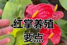 无土小红掌的养护之道（轻松掌握无土小红掌的养护技巧）