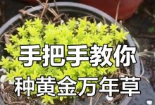 夏日黄金万年草的欢乐时光（探索黄金万年草在炎热夏季的生命力）