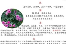 月季种植技巧与注意事项（精确施肥与适当修剪是月季种植的关键）