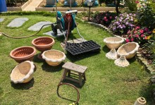 以太阳花扦插后的养护指南（掌握关键技巧让以太阳花扦插活得更好）