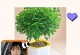 防止蚊虫滋生的盆景养护技巧（以水养盆景如何有效避免蚊虫滋生）