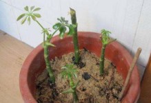 以发财树扦插一个月能生根吗？（发财树扦插的关键技巧及注意事项）