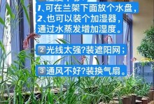 兰草养护指南（打造健康兰草的养护秘籍）