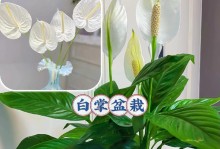 白掌太大了怎么分株（快速繁殖白掌的方法和技巧）
