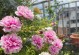 芙蓉花瓣枯萎的原因及解决方法（保护芙蓉花，让它绽放美丽）
