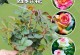 玫瑰之美（从插下玫瑰开始，一起探索养活插的玫瑰花的奥秘）