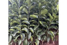 盆栽橘子的种植技巧与注意事项（在家种植盆栽橘子，你需要知道的15个关键要点）