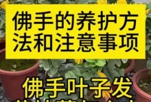 佛手盆景的养殖与护理（打造美丽静谧的佛手盆景，享受自然之美）