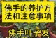 佛手盆景的养殖与护理（打造美丽静谧的佛手盆景，享受自然之美）