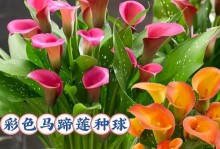 马蹄莲修剪指南（打造美丽花坛的秘诀与技巧）