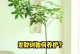 如何处理以木本发财树落叶（保护环境与利用资源的良好选择）