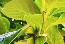 探秘柿子树的开花时间与花色（了解柿子树花开花落的奥秘，揭开花朵颜色的神秘面纱）