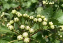 山楂树的开花、结果和挂果时间及所需年限（了解山楂树生长规律，打造丰收果园）