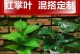 红掌叶黄了怎么剪？保持植物健康的秘诀（掌握正确的剪枝技巧，让红掌焕发新生机）