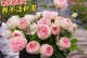 如何养护爬藤月季花（爬藤月季花的养护技巧与注意事项）