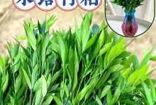 如何补救水培竹叶子尖发黄问题（解决水培竹叶子尖发黄的有效方法）